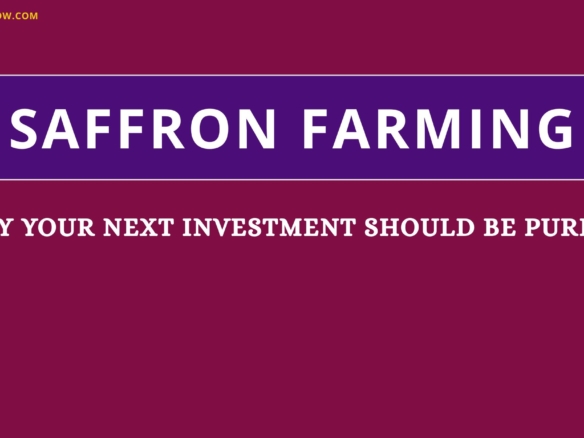 saffron farming