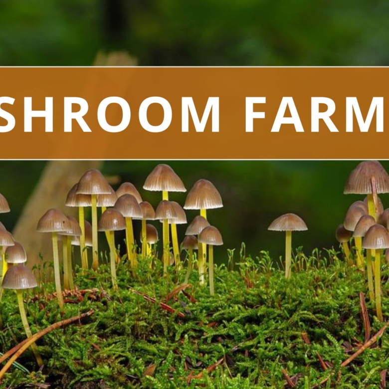 Mushroom Farming in India: Production Growth and Economic Scale