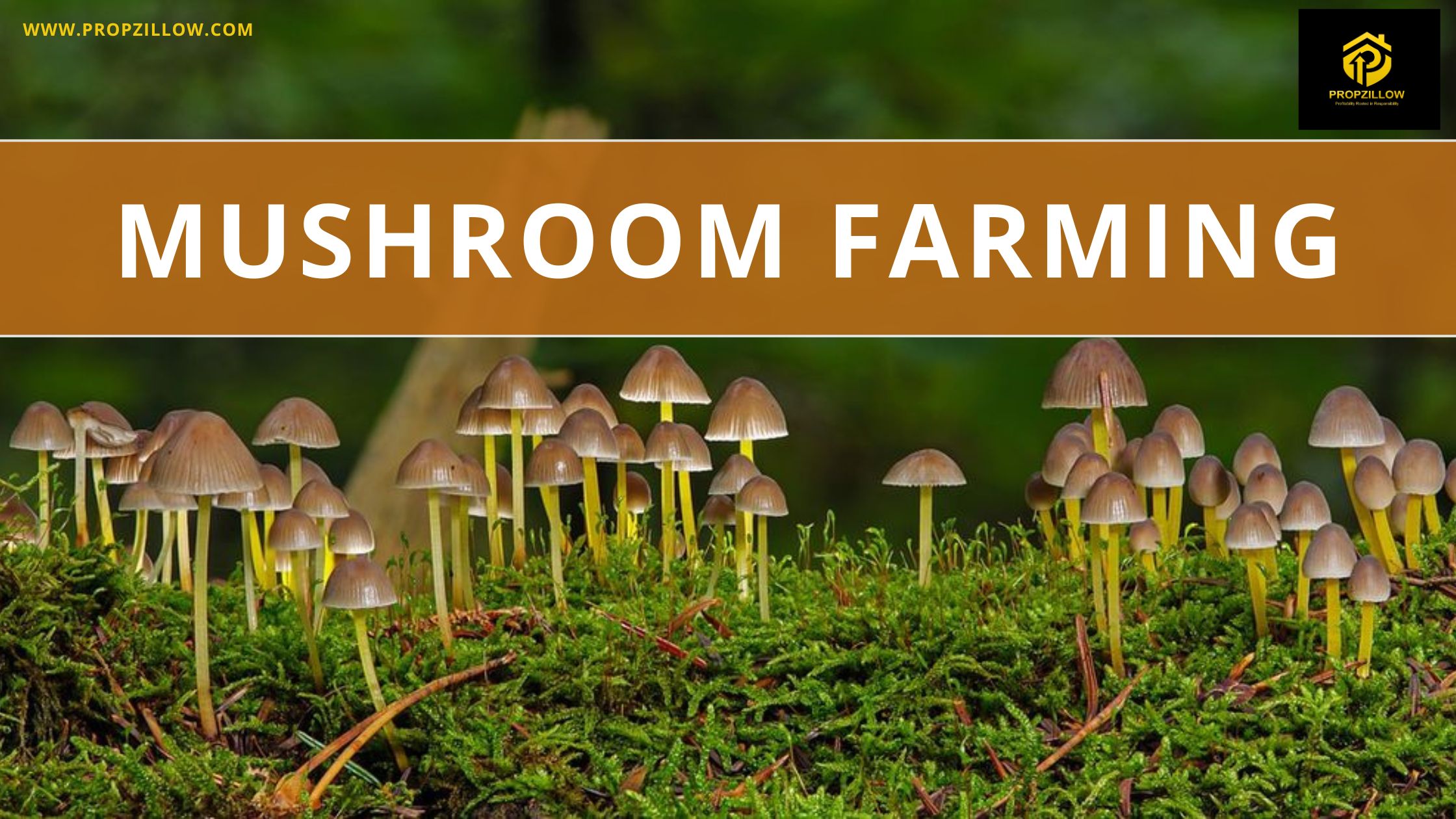 mushroom farming in india - propzillow